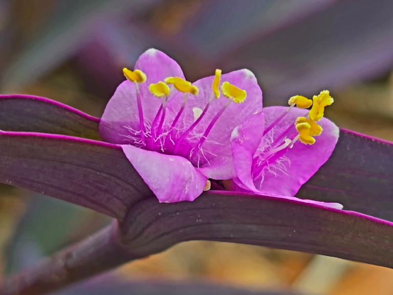 Florida wild flower